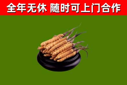 胶州回收冬虫夏草